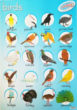 birds poster wall chart
